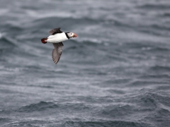 Lunnefågel Fratercula arctica Atlantic Puffin