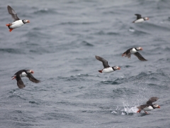 Lunnefågel Fratercula arctica Atlantic Puffin