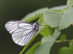 Hagtornsfjäril (Aporia crataegi, Black-veined White). Horna, Åhus, Sk.