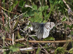 Rapsfjäril (Pieris napi bicolorata, Green-veined White) Rapsfjäril (Pieris napi bicolorata, Kurravaara, Jukkasjärvi, T lm.