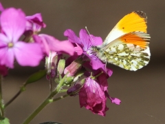 Aurorafjäril (hane Antocharis cardamines, Orange Tip) Västernäs, Ramdala, Bl.