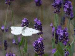 Kålfjäril (Pieris brassicae, Large White) Söder, Växjö, Sm.