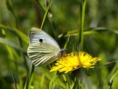 Kålfjäril (Pieris brassicae, Large White) Egeside, Åhus, Sk.