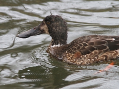 Skedand (Anas clypeata, Northern Shoveler). Kristianstad, Sk.