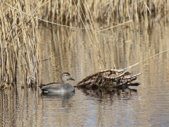 Snatterand hane (Anas strepera, Gadwall). Viby, Sk.