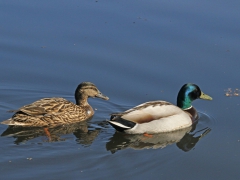 Gräsand, par(Anas plattyrhynchos, Mallard). Växjösjön, Sm.