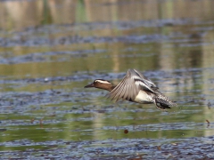 Årta, hane (Anas querquedula, Garganey). Bäckaslövs våtmark,  Bokhultets NR. Växjö, Sm.