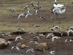 Bläsand (Anas penelope, Eurasian Wigeon). Hornborgasjön, Vg.