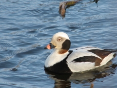 Alfågel (Clanga hyemalis, Long-tailed Duck). Bäckaslövs våtmark. Bokhultets NR. Växjö, Sm.