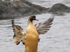 Storskrake hona (Mergus merganser, Goosander) Norra Bergundasjön, Sm.