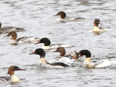 Storskrake (Mergus merganser, Goosander) Norra Bergundasjön, Sm.