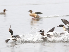 Storskrake (Mergus merganser, Goosander)Norra Bergundasjön, Sm.