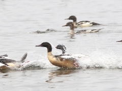 Storskrake (Mergus merganser, Goosander) Norra Bergundasjön, Sm.