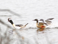 Storskrake (Mergus merganser, Goosander) Norra Bergundasjön, Sm.