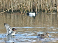 Kricka,  par (Anas crecca;  Eurasian Teal).