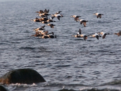 Ejder (Somateria molissima, Common Eider) LIndö udde, Bl.