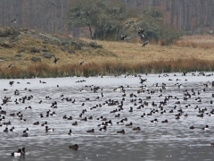 Vigg (Aythya fuligula, Tufted Duck) Bl.