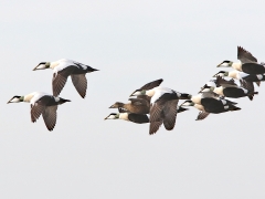 Ejder (Somateria molissima, Common Eider) LIndö udde, Bl.