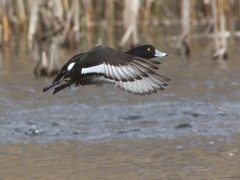 Vigg,hane (Aythya fuligula, Tufted Duck) Västernäs, Senoren, Bl.