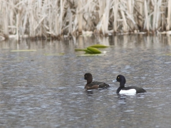 Vigg, par (Aythya fuligula, Tufted Duck) Västernäs, Senoren, Bl.