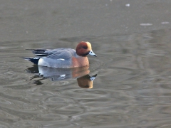 Bläsand,hane  (Anas penelope, Eurasian Wigeon).Hornborgasjön, Vg.