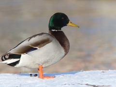 Gräsand,hane (Anas plattyrhynchos, Mallard). Räppe, Växjö, Sm.