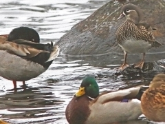 Mandarinand, hona (Aix galericulata, Mandarin Duck) Helgasjön, Växjö, Sm.  2020-11-30