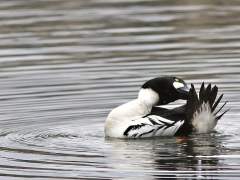 Knipa, hane (Bucephala clangula, Common Goldeneye) Växjösjön, Växjö, Sm.