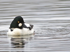 Knipa, hane (Bucephala clangula, Common Goldeneye)  Växjösjön, Växjö, Sm.