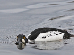 Knipa, hane (Bucephala clangula, Common Goldeneye) Växjösjön, Växjö, Sm.