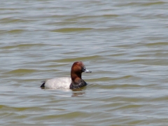 Brunand, hane (Aythya ferina, Common Pochard) Spanien.