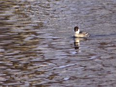 Salskrake hona (Mergellus albellus, Smew) Helgevärma, Växjö, Sm.