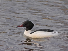 Storskrake, hane (Mergus merganser, Goosander) Växjösjön, Sm.