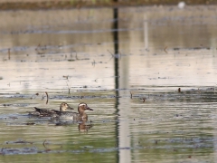 Årta par(Anas querquedula, Garganey).  Bäckaslövs våtmark, Bokhultets NR. Växjö, Sm.