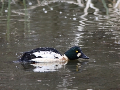 Knipa, hane (Bucephala clangula, Common Goldeneye)Bäckaslövs våtmark, Bokhultets NR, Växjö.