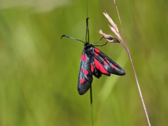 Bredbrämad bastardsvärmare ( Zygaena lonicerae, Narrow-Bordered-Five-Spot Burnet) Drev, Sm.