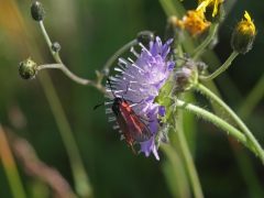 Klubbsprötad bastardsvärmare (Zygaena minos, Blood Droplet Burnet) Rydet, Drev, Sm.