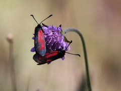 Klubbsprötad bastardsvärmare (Zygaena minos, Blood Droplet Burnet) Rydet, Drev, Sm.