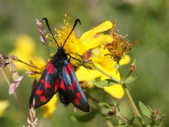 Sexfläckig bastardsvärmare (Zygaena filipendulae, Six Spot Burnet) Drev, Sm.