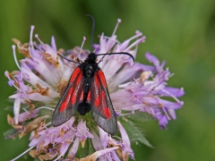 Smalsprötad bastardsvärmare (Zygaena osterodensis) Dold lokal, Sm.