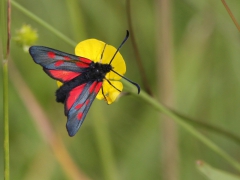 Mindre bastardsvärmare (Zygaena viciae, New Forest Burnet) Bäckaslövs Gärde, Bokhultet NR, Sm.