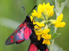 Sexfläckig bastardsvärmare (Zygaena filipendulae, Common Burnet Moth) Östra Sandar, Åhus, Sk.