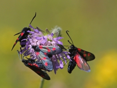 Sexfläckig bastardsvärmare (Zygaena filipendulae, Six Spot Burnet) Drev, Sm.