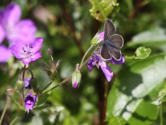 Brun blåvinge (Aricia eumedon, Geranium Argus) Assemyrvallen, Klövsjö, Jmt.