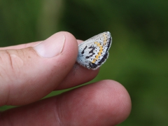 Kronärtsblåvinge, hona(Plebejus argyrognomon, Reverdin's Blue) dold lokal, Sm.