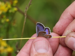 Kronärtsblåvinge, hona(Plebejus argyrognomon, Reverdin's Blue) dold lokal, Sm.