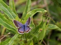 Kronärtsblåvinge, hona(Plebejus argyrognomon, Reverdin's Blue) dold lokal, Sm.