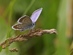 Kronärtsblåvinge, hona(Plebejus argyrognomon, Reverdin's Blue) dold lokal, Sm.