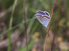 Ljungblåvinge, hane (Plebejus argus, Silver-studded Blue) Horna, Åhus, Sk.