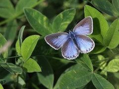 Puktörneblåvinge,hona (Polyommatus icarus, Common Blue) Biparadiset, Bokhultet NR, Växjö, Sm.